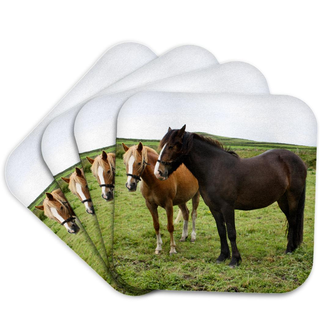 3dRose, Beautiful Horses in a Field, Ring of Kerry, Ireland, Coaster and other Wholesale kerry for your store trending on Faire.
