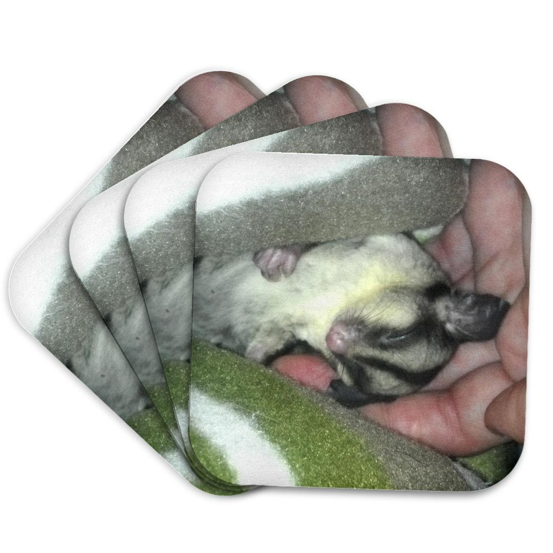 3dRose, Sugar Glider Sleeping in Blanket, Coaster and other Wholesale sugar glider for your store trending on Faire.