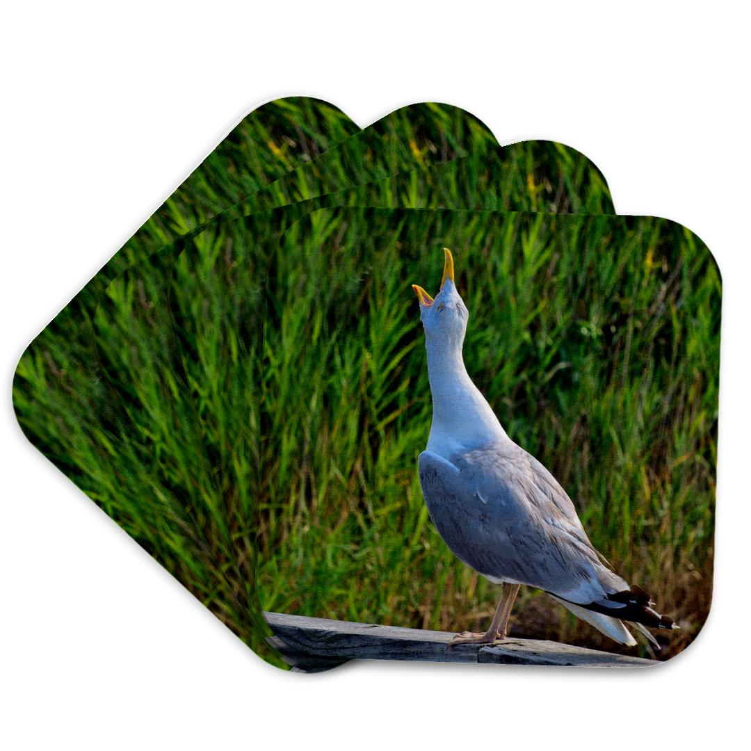 3dRose, Screeching seagull, Coaster and other Wholesale distech for your store trending on Faire.