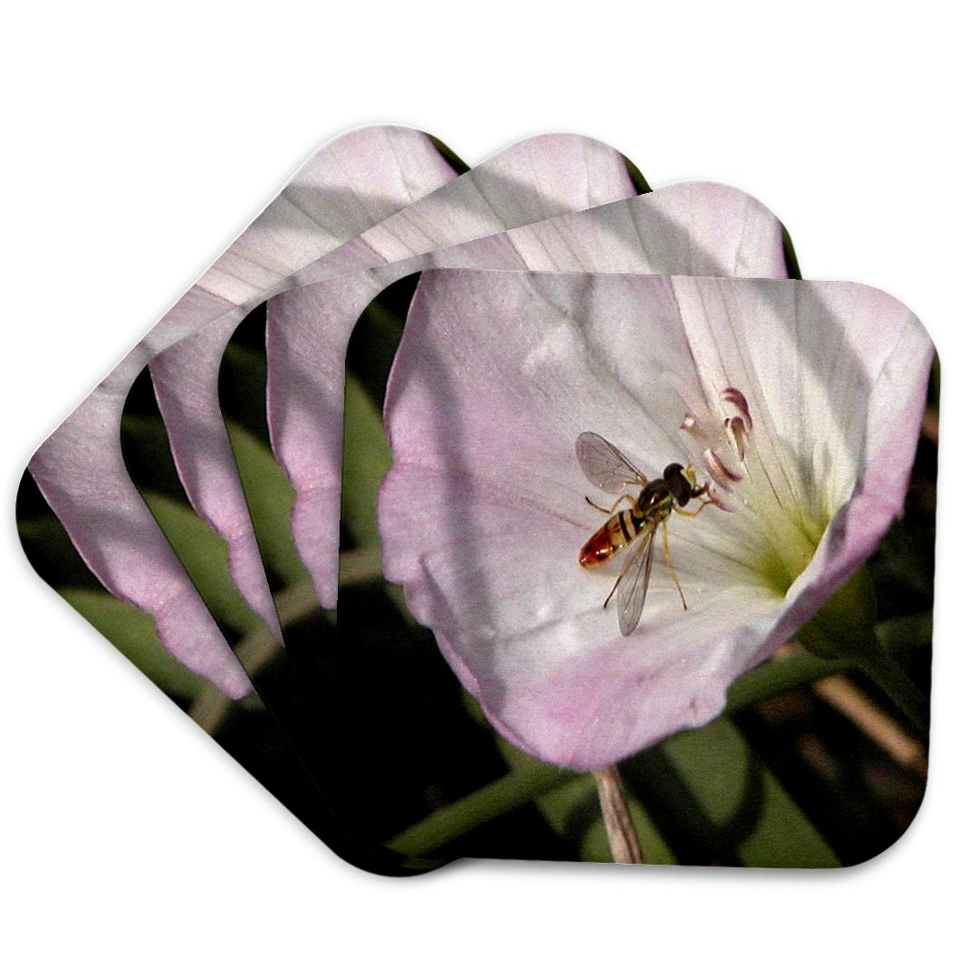 3dRose, Bee on Pink Morning Glory, Coaster and other Wholesale glory bee for your store trending on Faire.