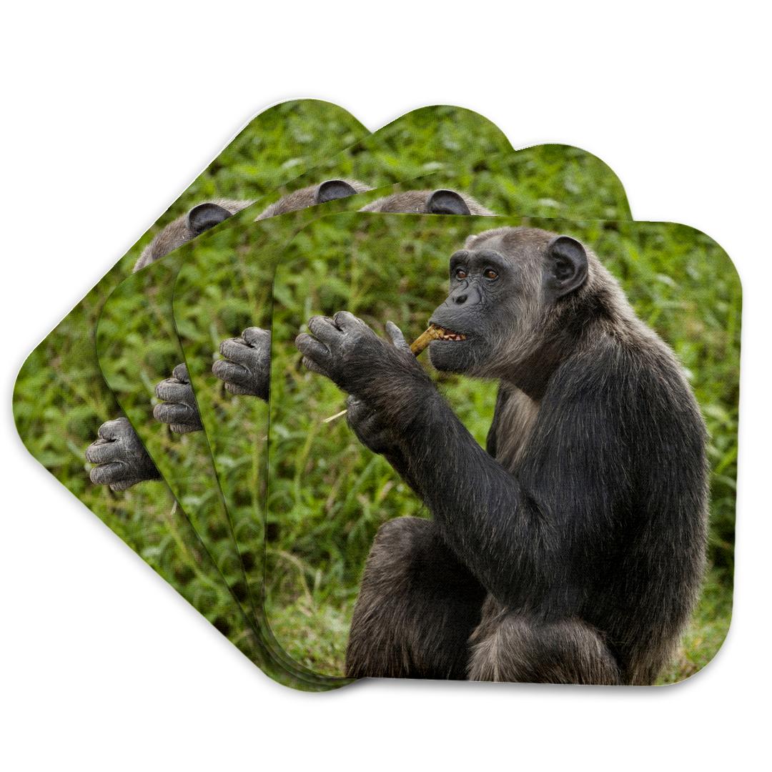 3dRose, Kenya, Sweetwater, Chimpanzee primate - AF21 JMC0268 - Joe and Mary Ann McDonald, Coaster and other Wholesale sweetwater decor for your store trending on Faire.