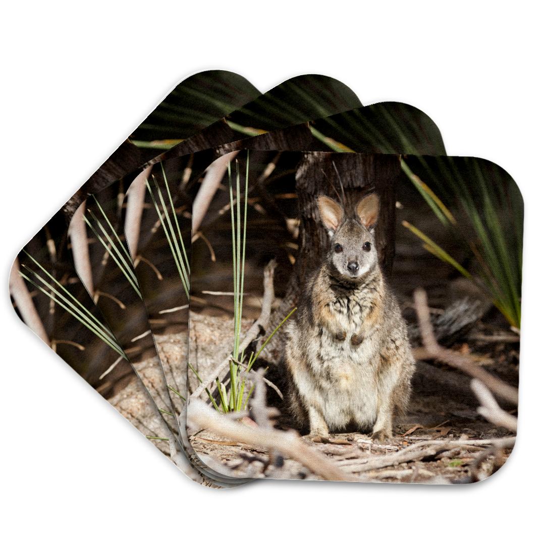 3dRose, Tammar wallaby wildlife, Australia - AU01 MZW0304 - Martin Zwick, Coaster and other Wholesale wallaby for your store trending on Faire.