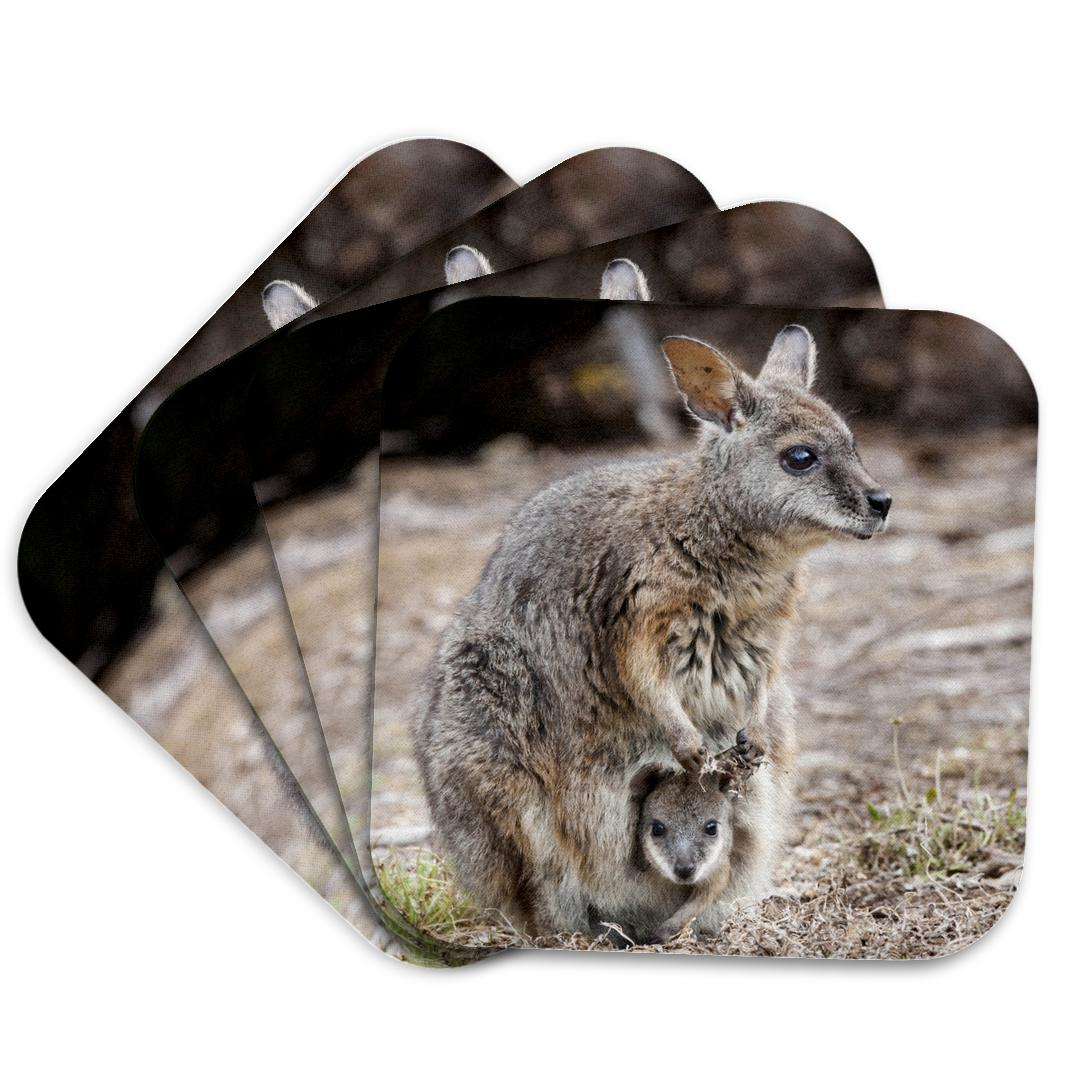 3dRose, Tammar wallaby wildlife, Australia - AU01 MZW0308 - Martin Zwick, Coaster and other Wholesale wallaby for your store trending on Faire.
