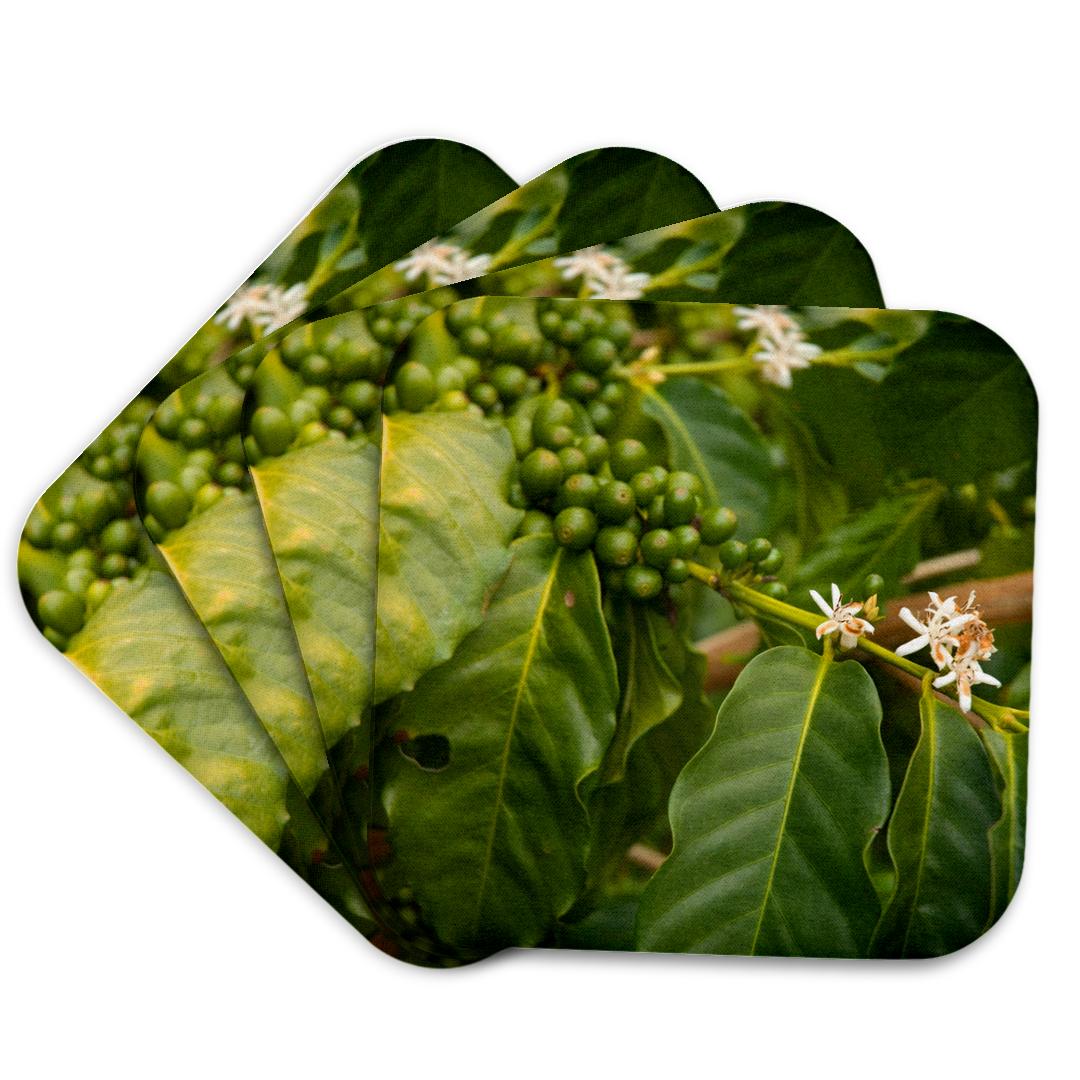 3dRose, USA, Hawaii, Greenwell Kona Coffee Farm - US12 IHO0026 - Inger Hogstrom, Coaster and other Wholesale kondom for your store trending on Faire.