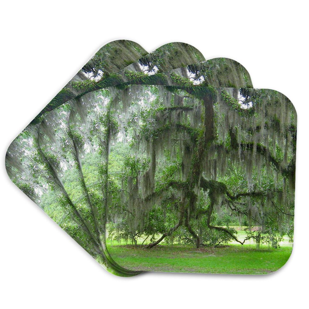 3dRose, Live Oak Branch and Spanish Moss at Goodwin Plantation , Coaster and other Wholesale spanish moss for your store trending on Faire.
