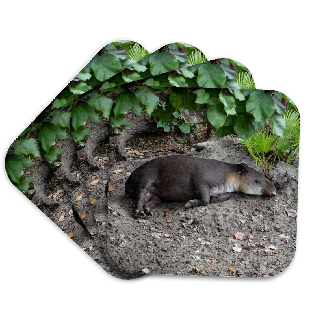 3dRose, tapir sleeping on sand, Coaster and other Wholesale tapir for your store trending on Faire.