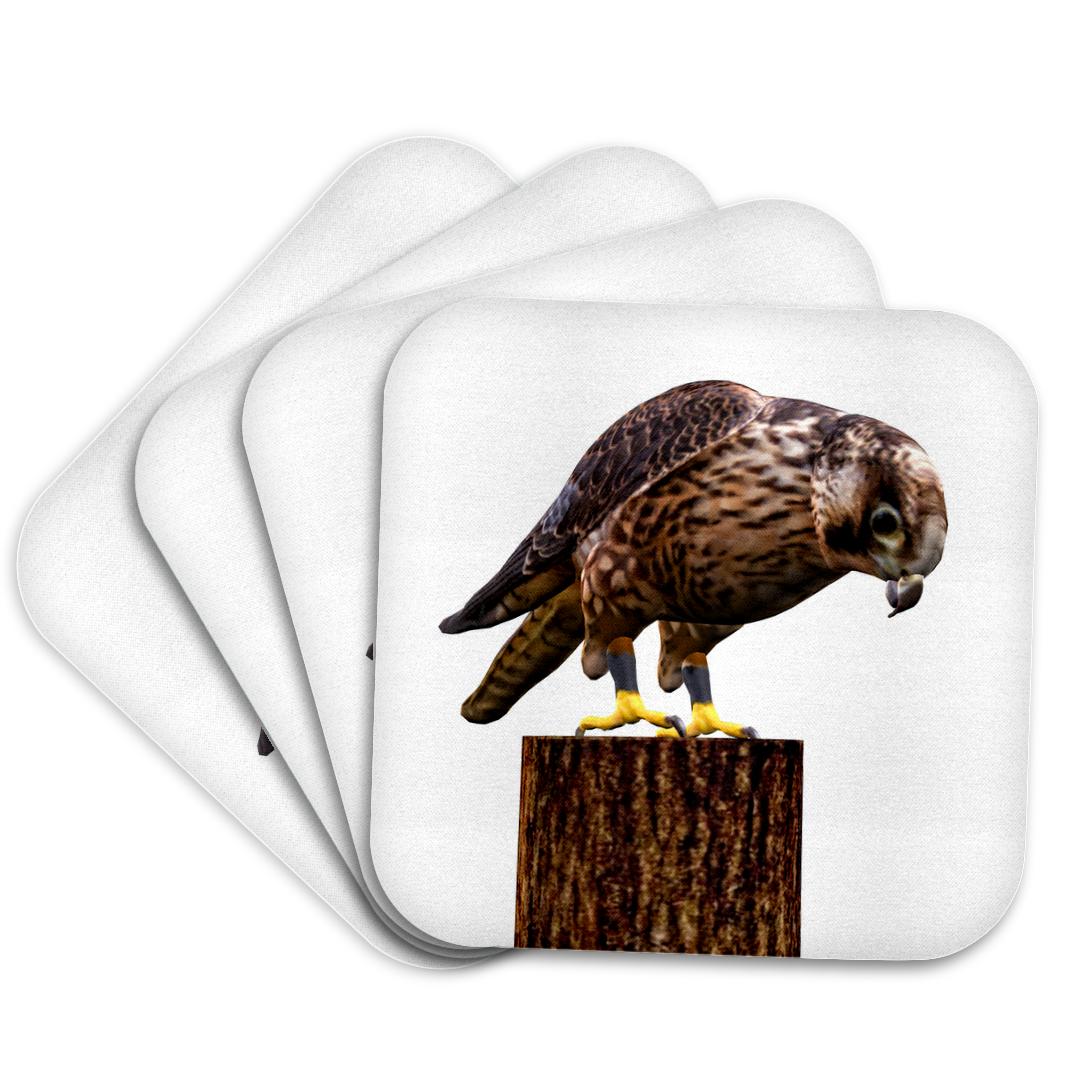 3dRose, A falcon on a tree limb looking down at prey, Coaster and other Wholesale falcon for your store trending on Faire.