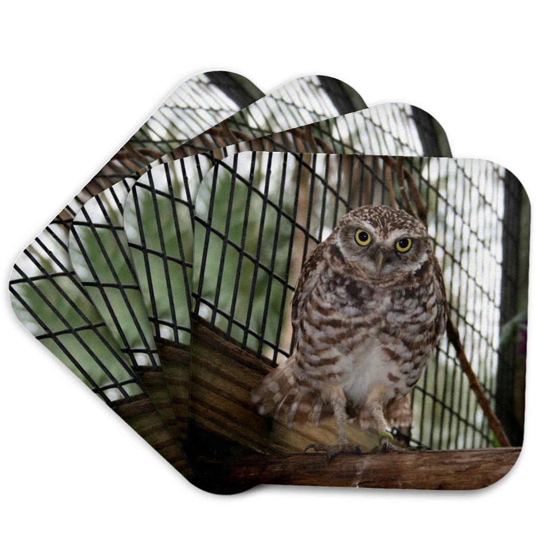 3dRose, burrowing owl , Coaster and other Wholesale burrowing owl for your store trending on Faire.