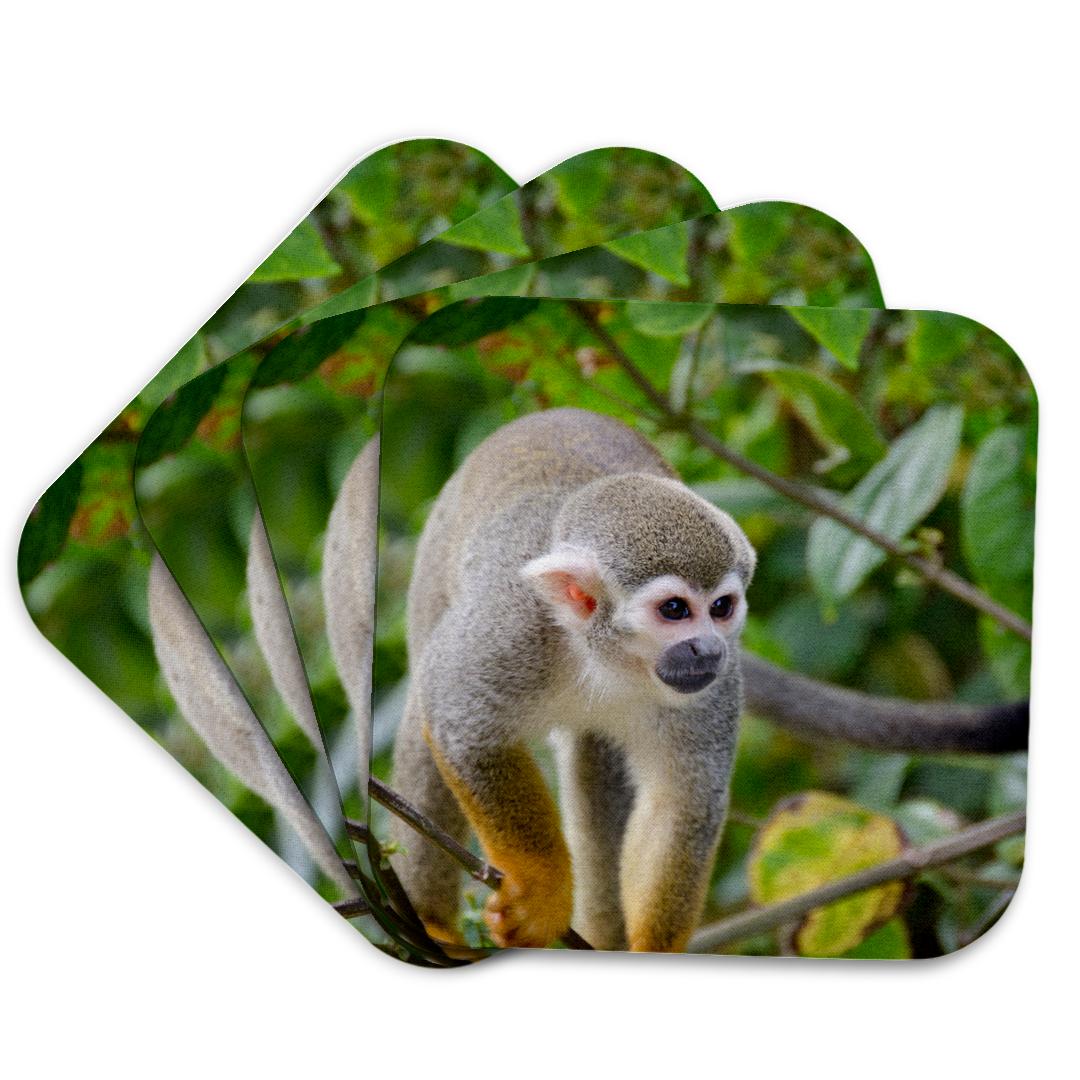 3dRose, French Guiana, Salvation Islands, Ile Royale. squirrel monkey, Coaster and other Wholesale french squirrel for your store trending on Faire.