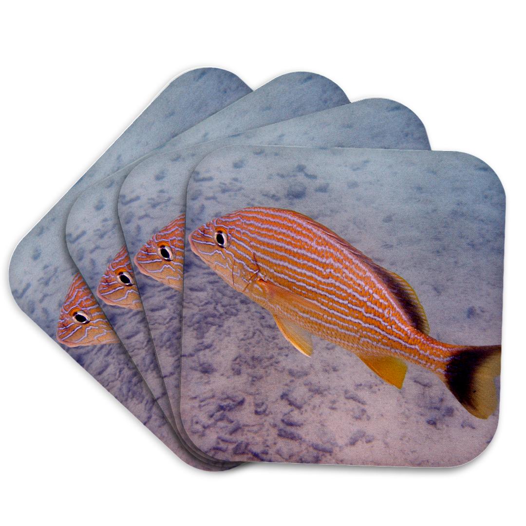 3dRose, Blue Striped Grunt Fish, Coaster and other Wholesale grunt style for your store trending on Faire.