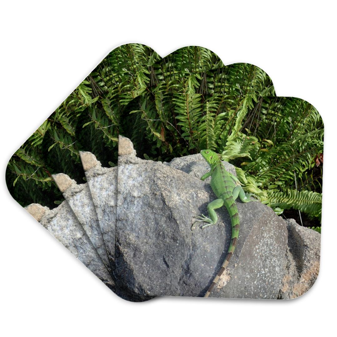 3dRose, Green Iguana, Coaster and other Wholesale divine iguana for your store trending on Faire.