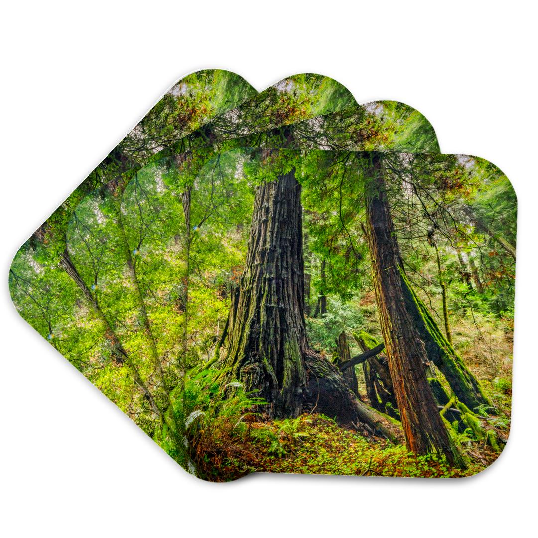 3dRose, Tree trunks at Muir Woods, Coaster and other Wholesale muebles for your store trending on Faire.
