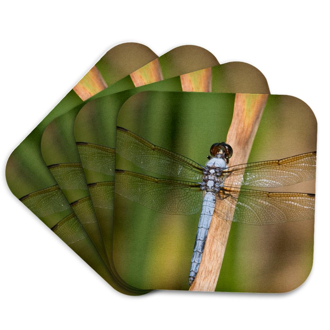 3dRose, Yellow-sided Skimmer, Libellula flavida, male, Wayne Co. MO, Coaster and other Wholesale libeco for your store trending on Faire.