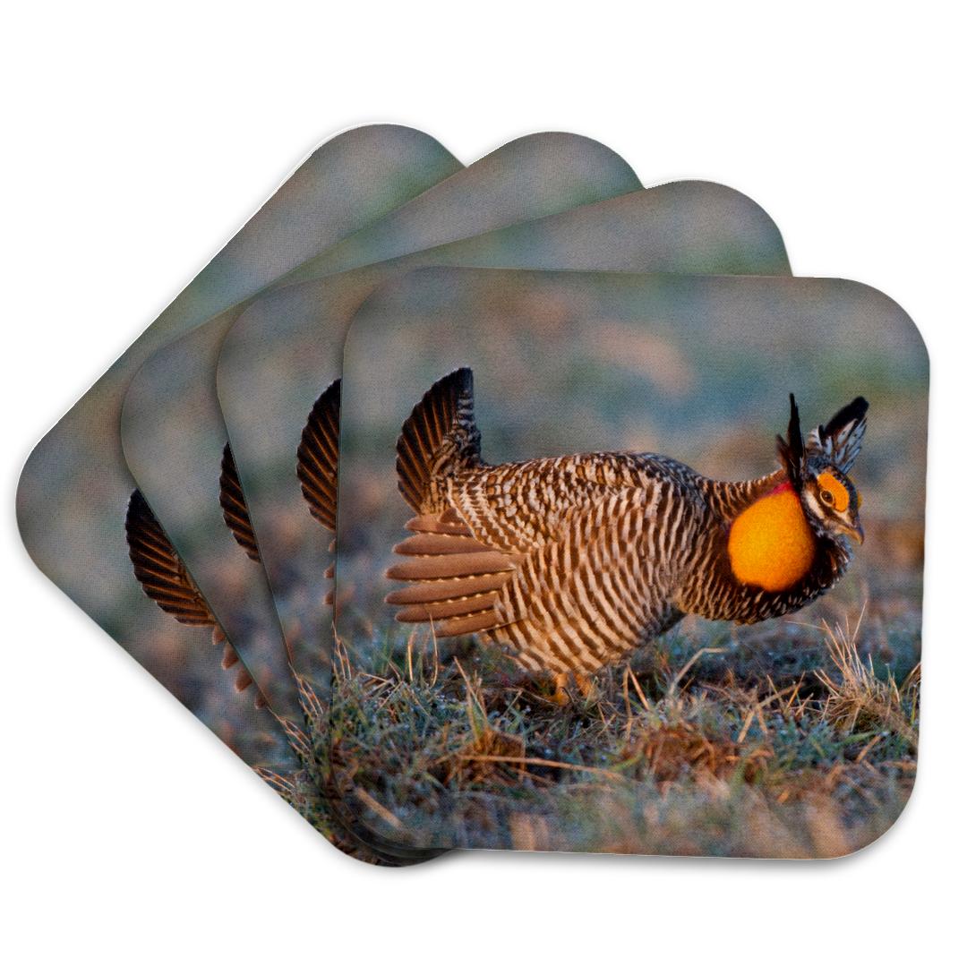 3dRose, Greater Prairie-Chicken lekking, Prairie Ridge SNA, Jasper Co, IL, Coaster and other Wholesale prairie chicken for your store trending on Faire.