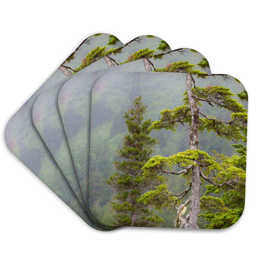 3dRose, USA, Alaska, Glacier Bay National Park. Scenic of hemlock tree., Coaster and other Wholesale hemlock park for your store trending on Faire.