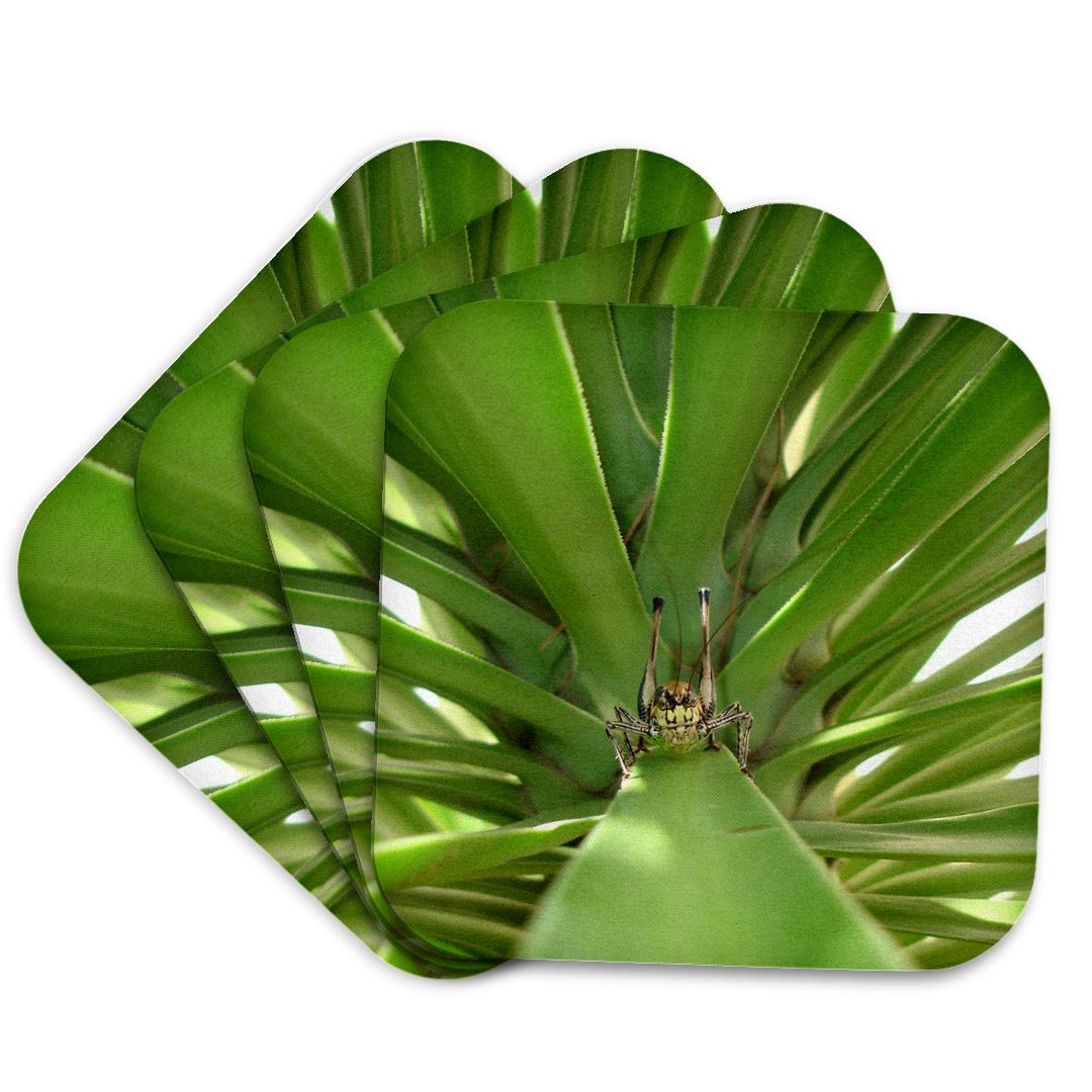 3dRose, Insects Katydid, Coaster and other Wholesale katydid for your store trending on Faire.
