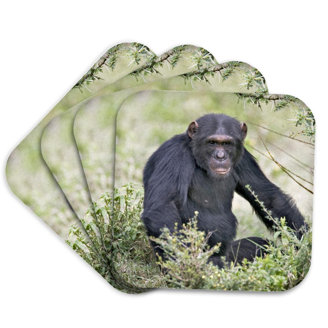3dRose, Chimpanzee, Sweetwater Chimpanzee Sanctuary, Kenya-AF21 AJE0244 - Adam Jones, Coaster and other Wholesale sweetwater decor for your store trending on Faire.