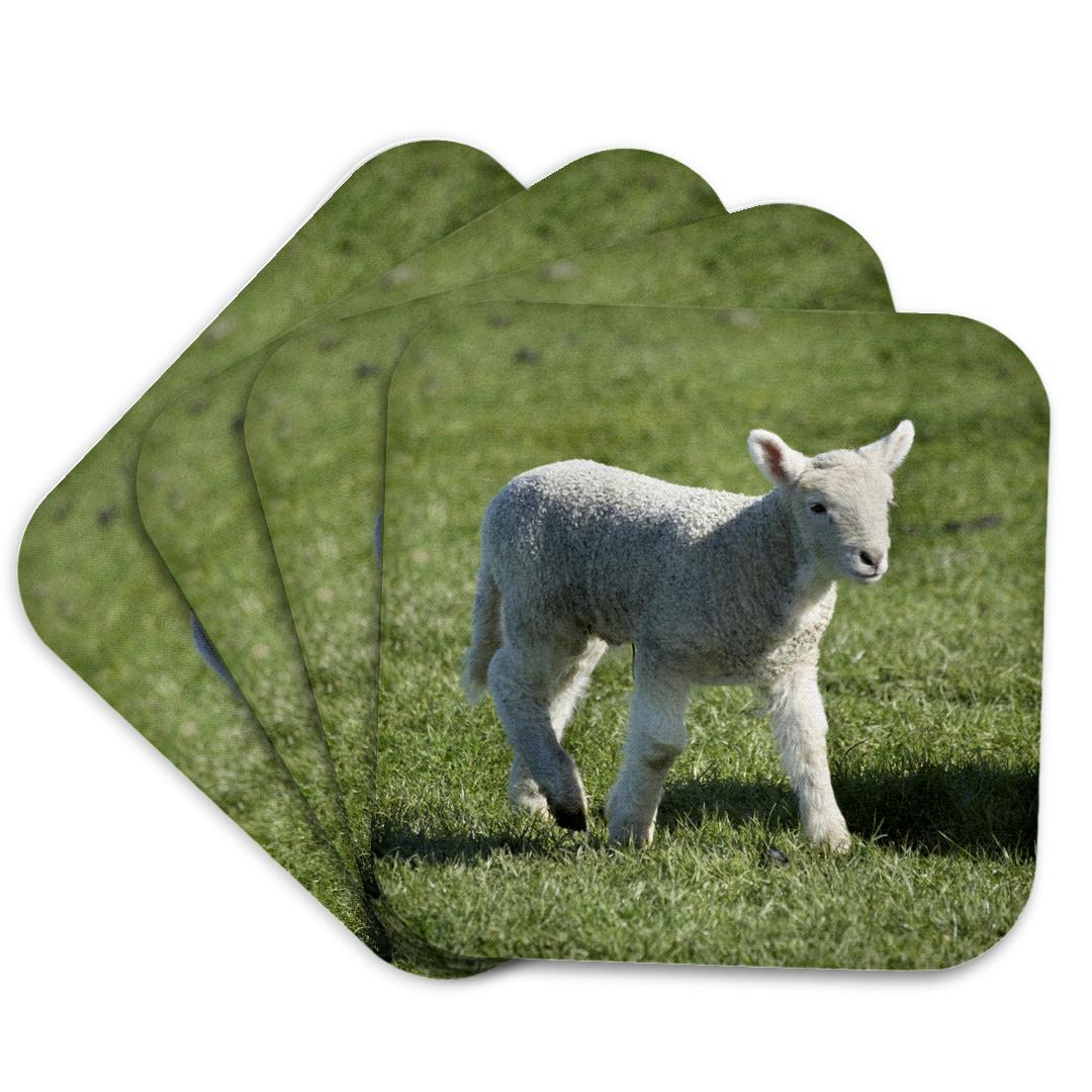 3dRose, Lamb, Farm animal, Otago, South Island, New Zealand-AU02 DWA6509 - David Wall, Coaster and other Wholesale lambcuts for your store trending on Faire.