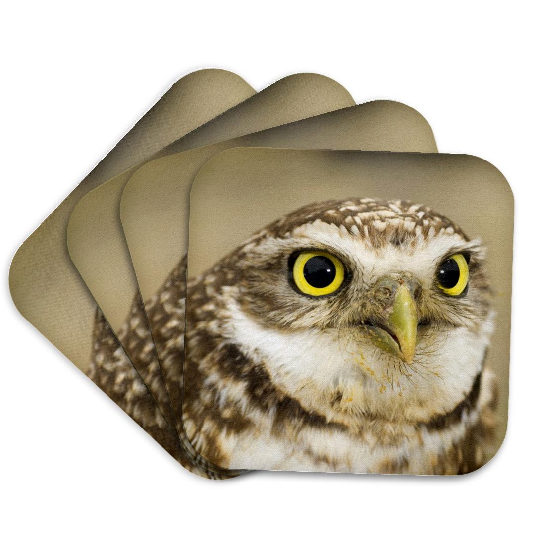 3dRose, Burrowing owl, Nicola Valley, British Columbia-CN02 PCL0176 - Paul Colangelo, Coaster and other Wholesale nicola for your store trending on Faire.