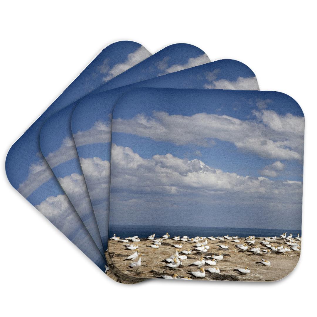 3dRose, Australasian Gannet tropical bird, Hawkes Bay New Zealand-AU02 DWA6359 - David Wall, Coaster and other Wholesale hawks bay for your store trending on Faire.