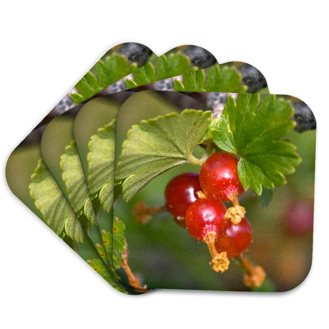 3dRose, Wax Currant, Gooseberry, wild wax currents, flora - NA01 FZU0013 - Frank Zurey, Coaster and other Wholesale gooseberry for your store trending on Faire.