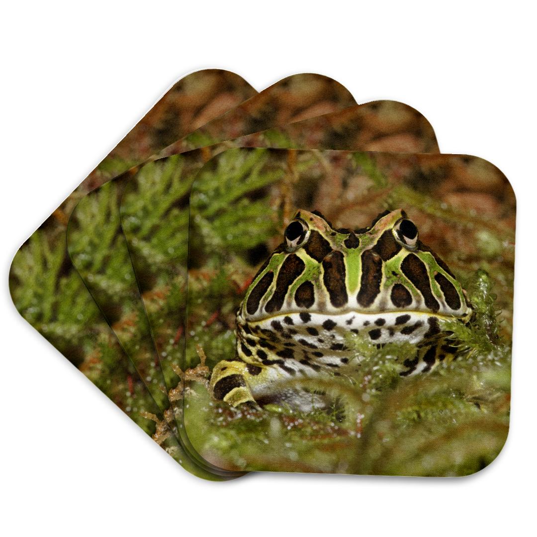 3dRose, Pacman frog, South American Horned frog - NA02 AJE0361 - Adam Jones, Coaster and other Wholesale adam turman for your store trending on Faire.