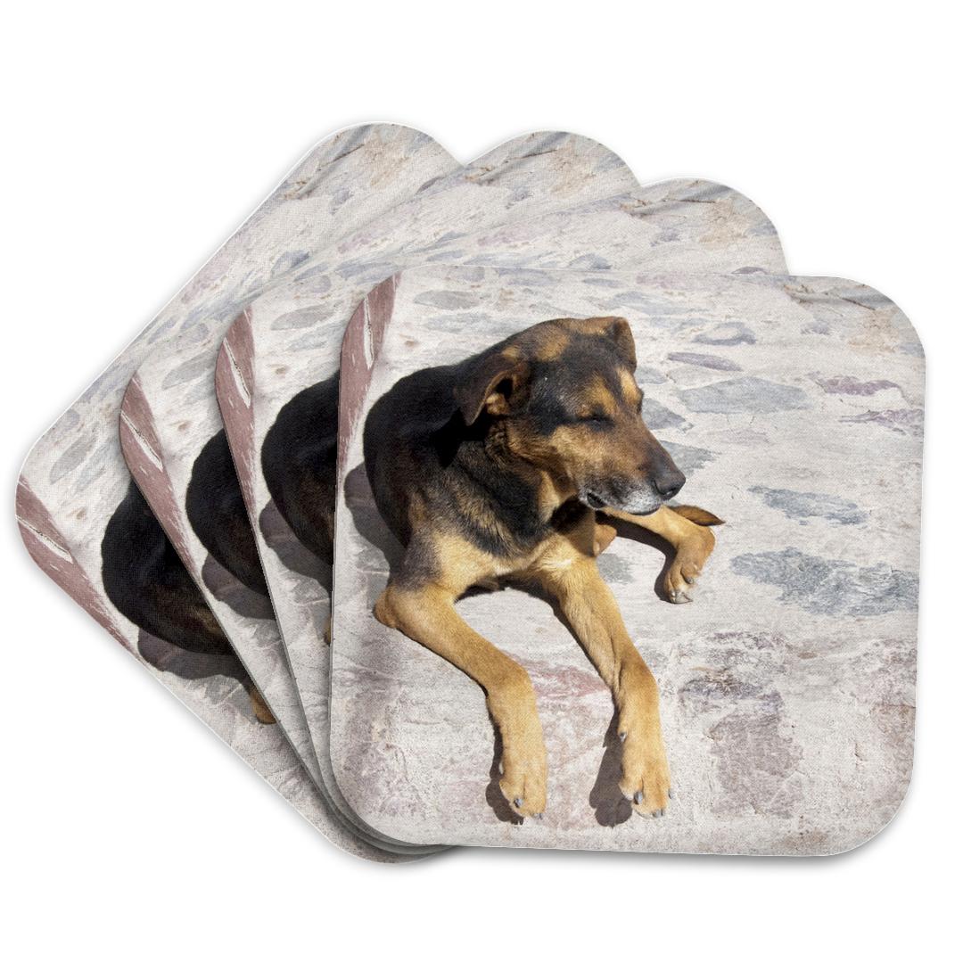 3dRose, Argentina, Salta, Iruya, street dog - SA01 JRI0149 - Jutta Riegel, Coaster and other Wholesale riegel for your store trending on Faire.