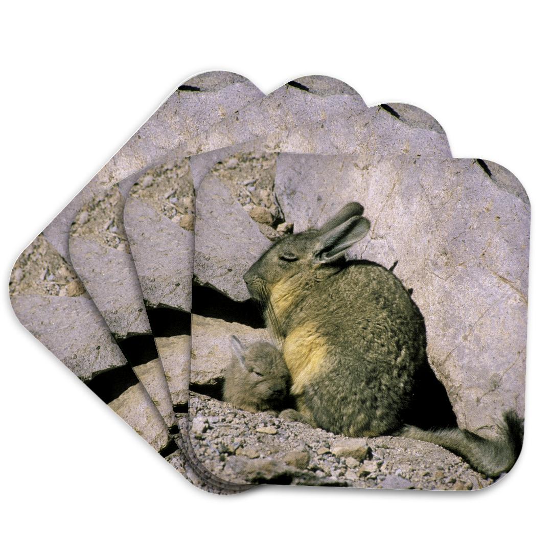 Chile, Luaca NP, Andean Viscacha wildlife - SA05 AMR0083 - Andres Coaster and other Wholesale viski for your store trending on Faire.
