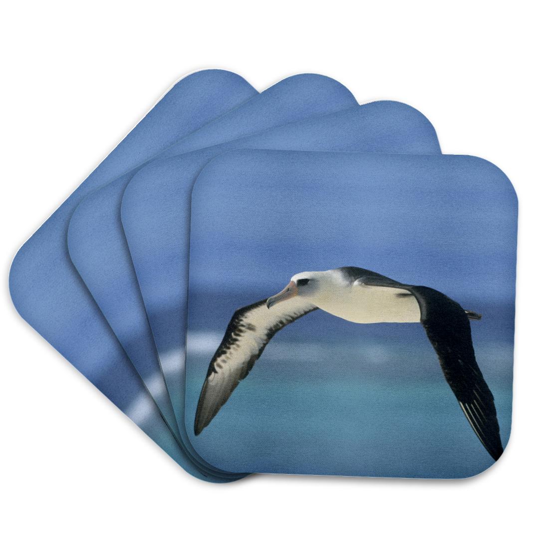3dRose, Laysan Albatross bird, Hawaiian Islands - US12 KSC0008 - Kevin Schafer, Coaster and other Wholesale albatross for your store trending on Faire.