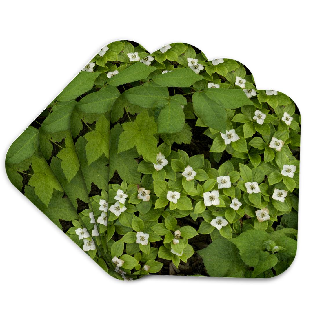 3dRose, Minnesota, Gooseberry Falls SP, bunchberry flora - US24 RSP0022 - Rob Sheppard, Coaster and other Wholesale gooseberry for your store trending on Faire.