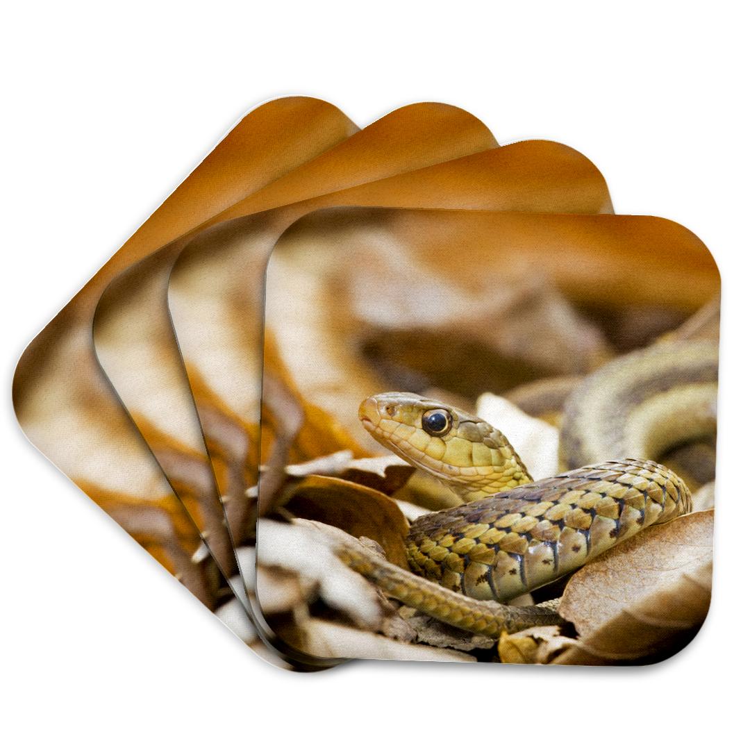 3dRose, New Jersey, Eastern Garter Snakes - US31 JGL0026 - Jim Gilbert, Coaster and other Wholesale garter snakes for your store trending on Faire.
