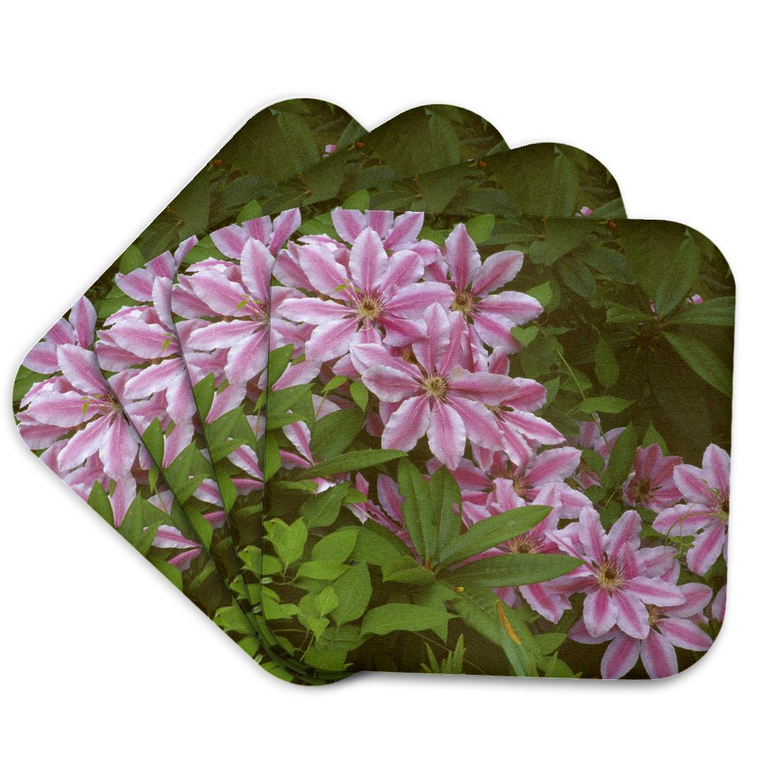 3dRose, Oregon. Nelly Moser clematis flower - US38 JEG0026 - Julie Eggers, Coaster and other Wholesale nellies for your store trending on Faire.
