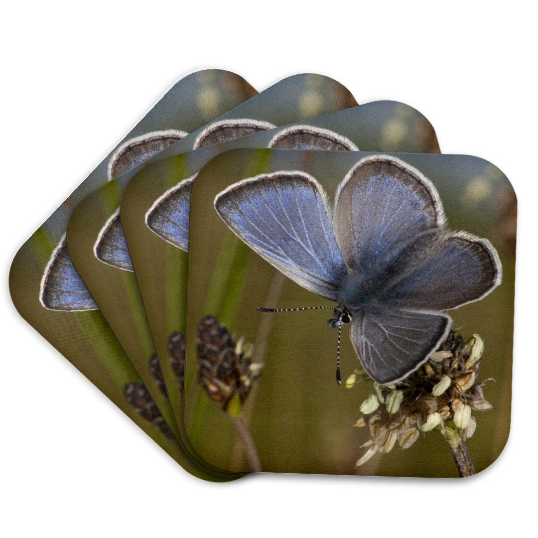 3dRose, Fenders Blue Butterfly, Baskett Slough NWR, Oregon - US38 RBR0077 - Rick A. Brown, Coaster and other Wholesale fender for your store trending on Faire.