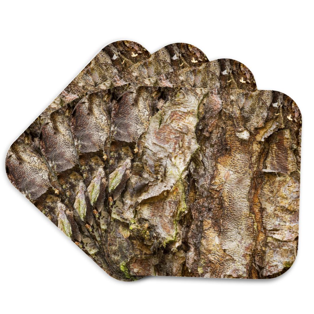 3dRose, River Birch Tree, Washington Arboretum, Seattle - US48 DGU0232 - Darrell Gulin, Coaster and other Wholesale river birch for your store trending on Faire.