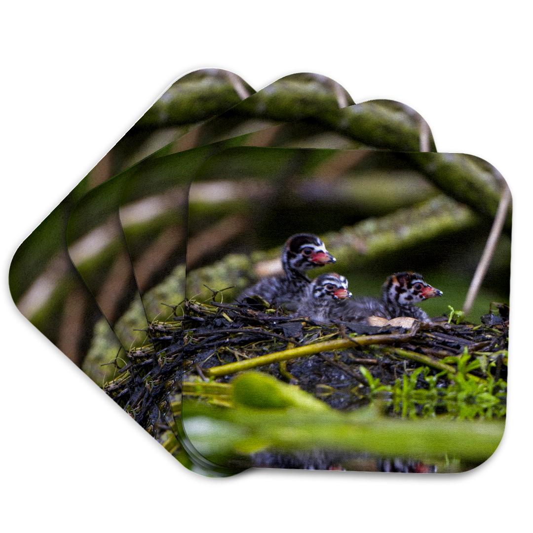 3dRose, Washington, Seattle, Three Pied-billed Grebe birds - US48 GLU0208 - Gary Luhm, Coaster and other Wholesale three by three seattle for your store trending on Faire.