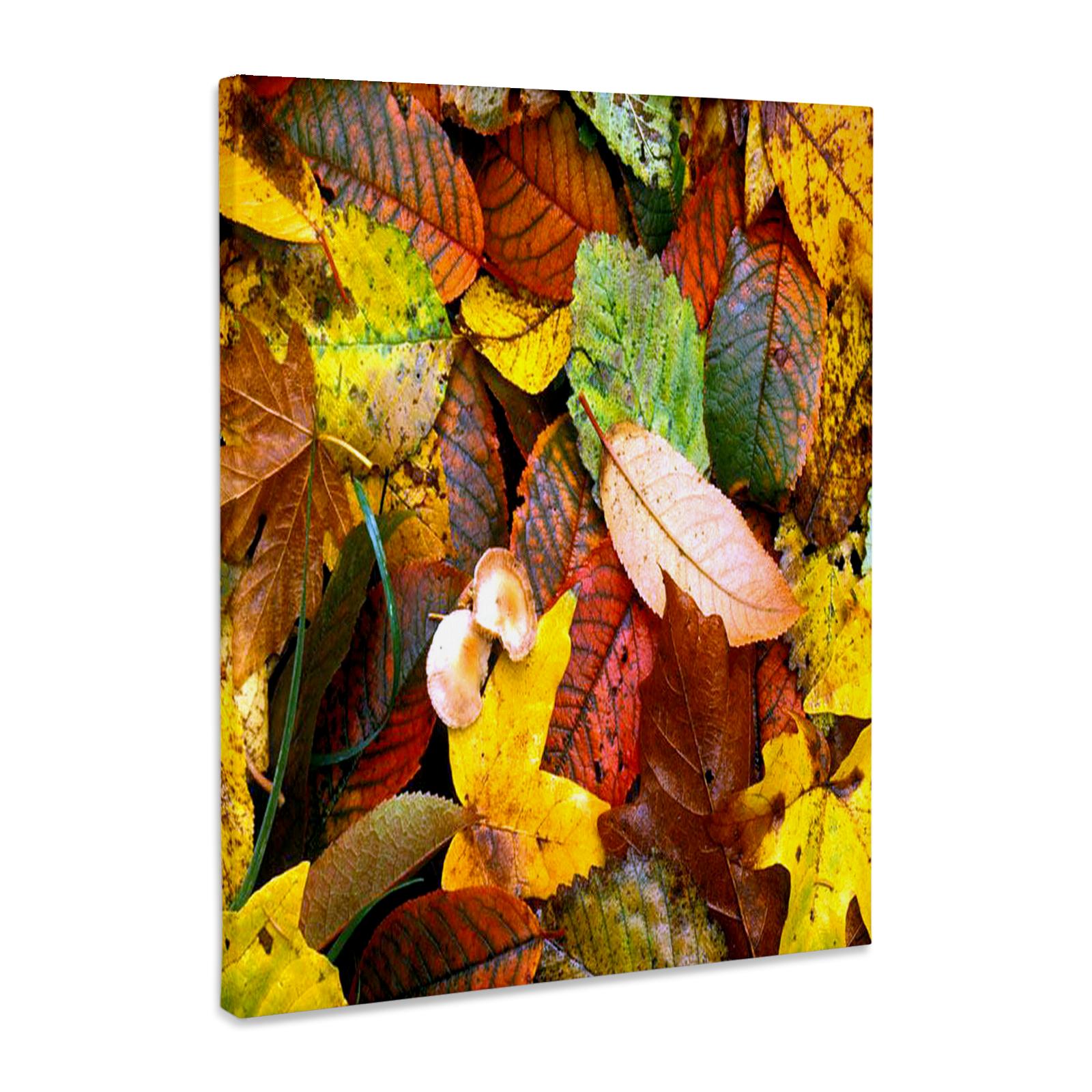 3dRose, Fall Leaves, Museum Grade Canvas Wrap for wholesale by 3dRose
