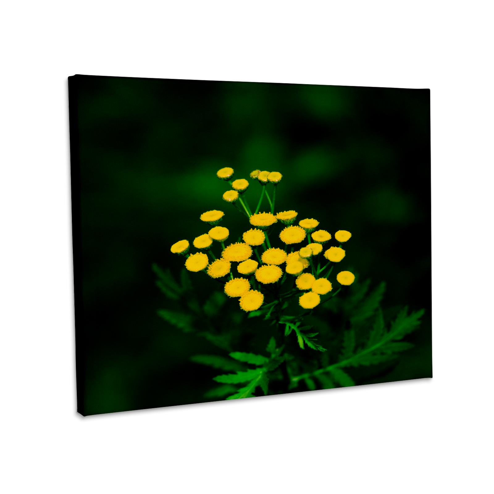 3dRose, Yellow tansy wildflowers, green leaves, dark background, Museum Grade Canvas Wrap for wholesale by 3dRose