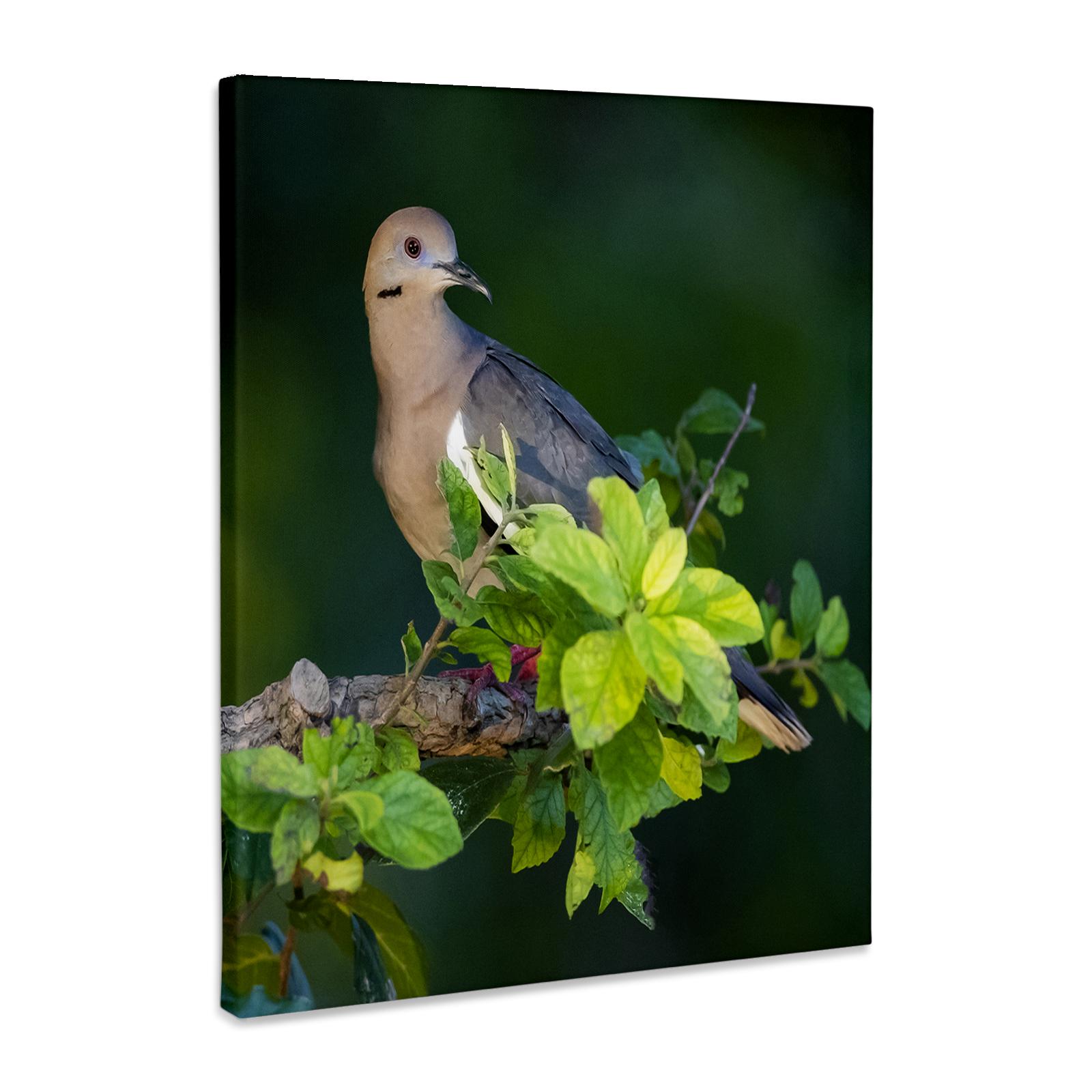 3dRose, Deep bright orange hibiscus flower, Honolulu. State flower of Hawaii., Museum Grade Canvas Wrap for wholesale by 3dRose