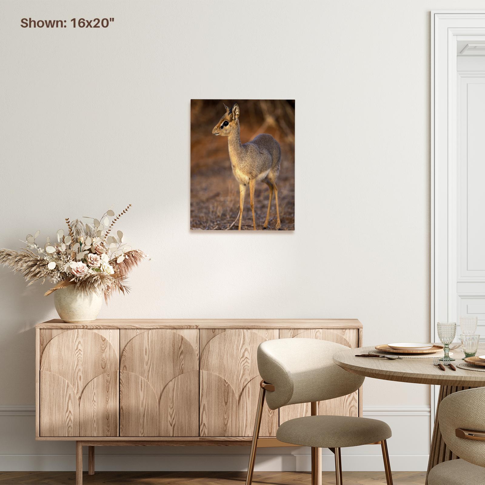 Kenya, Samburu, Guenthers Long-Snouted Dik-Dik, Museum Grade Canvas Wrap - Picture 14 of 21