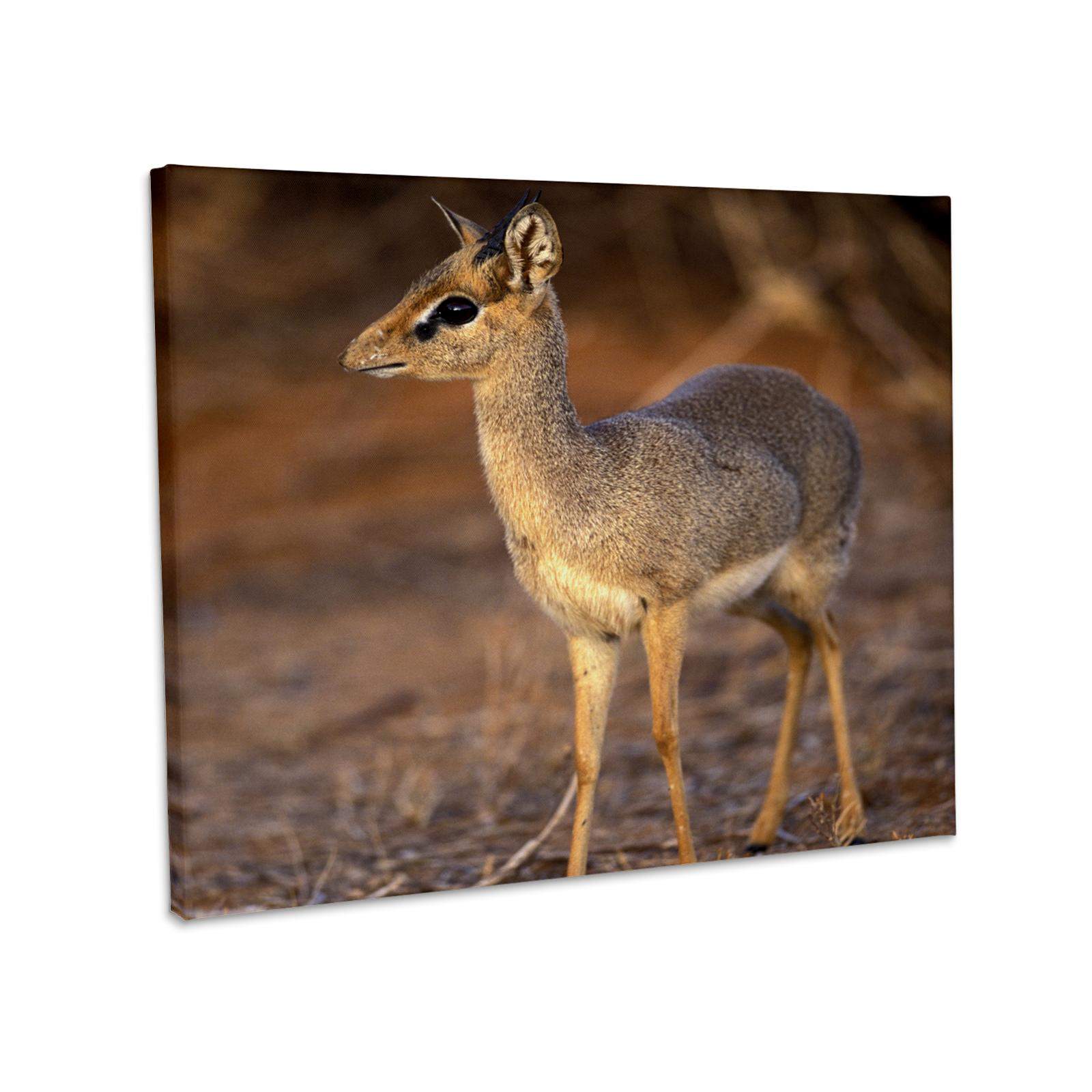 Kenya, Samburu, Guenthers Long-Snouted Dik-Dik, Museum Grade Canvas Wrap - Picture 8 of 21