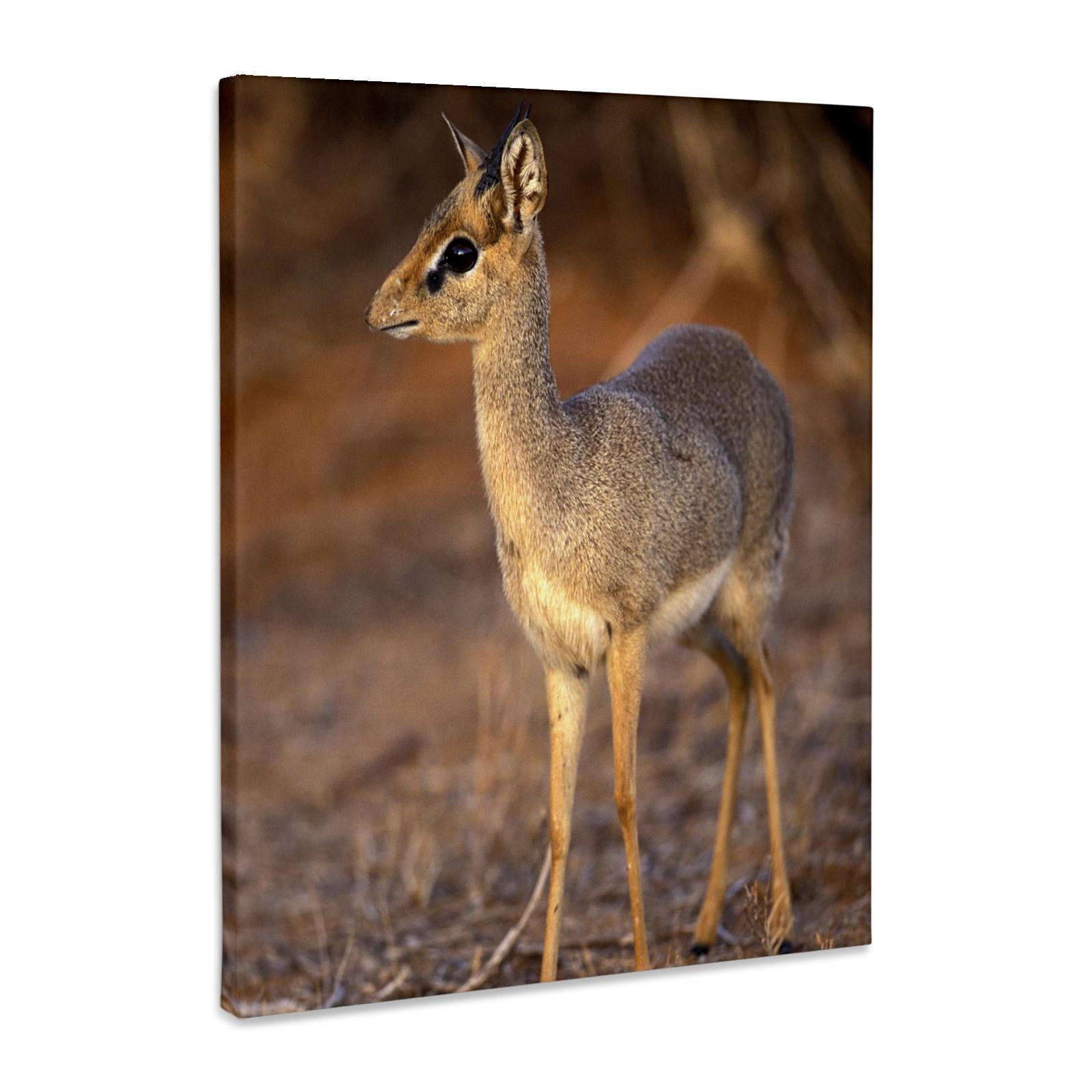 Kenya, Samburu, Guenthers Long-Snouted Dik-Dik, Museum Grade Canvas Wrap - Picture 15 of 21