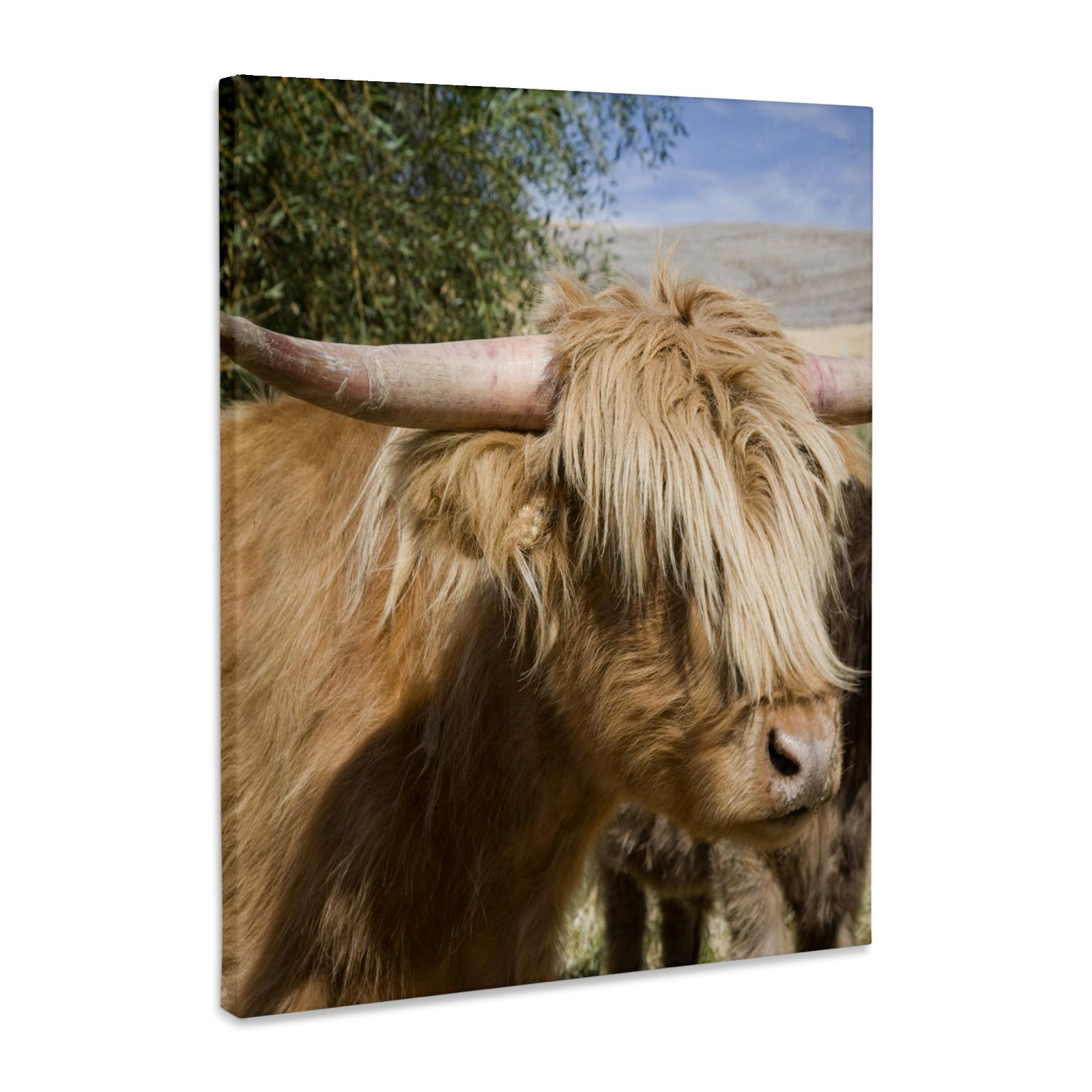 3dRose, Washington, Palouse. Scottish highland cattle - US48 BJA0216 - Jaynes Gallery, Museum Grade Canvas Wrap for wholesale by 3dRose