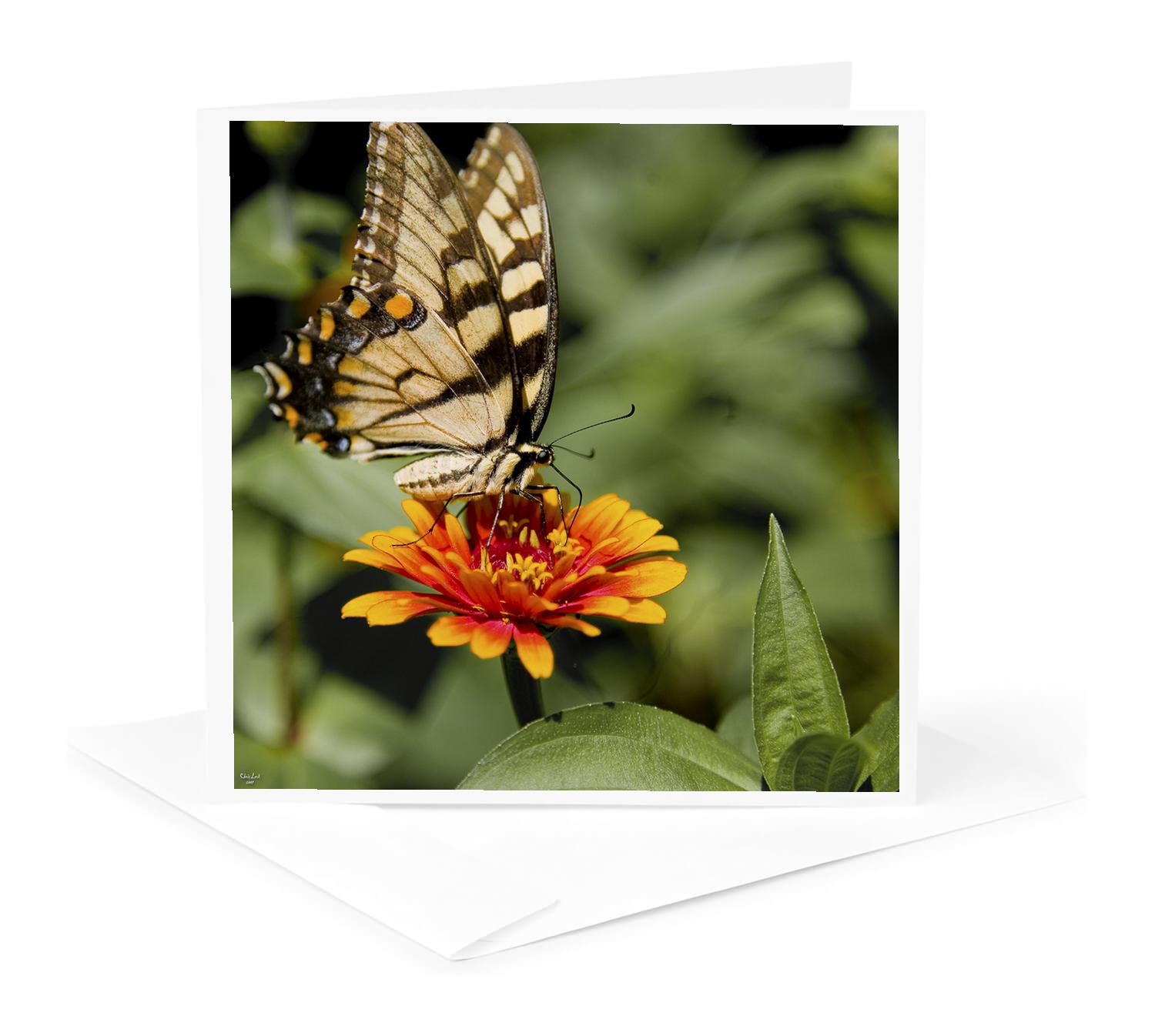 3dRose, Tiger Swallowtail Sommerfugl Blomster, Kort for engroshandel hos 3dRose