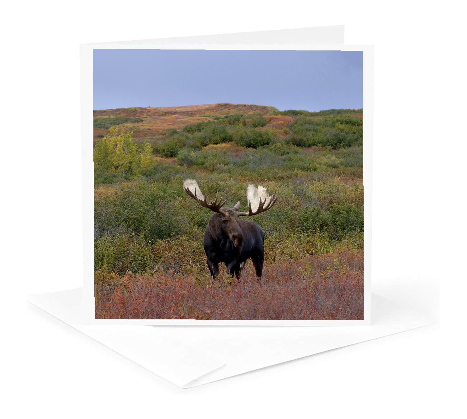 3dRose, Moose bull wildlife, Denali National Park, Alaska - US02 SKA3092 - Steve Kazlowski, Greeting Card for wholesale by 3dRose