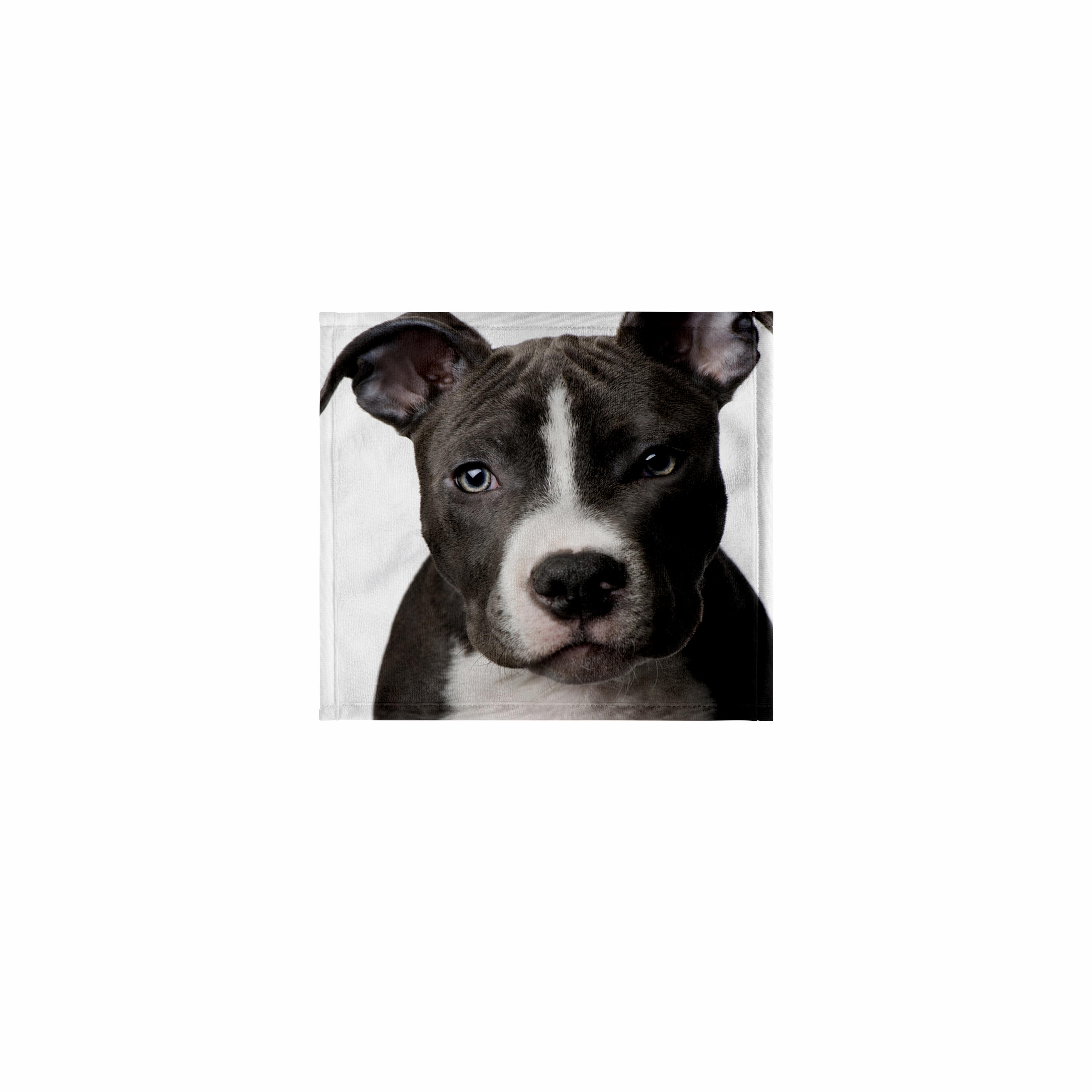 3dRose, American Pit Bull Terrier Puppy, Towel