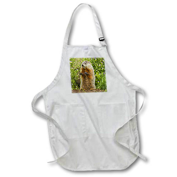 Apron - Minnesota, woodchuck eating, captive. Animals