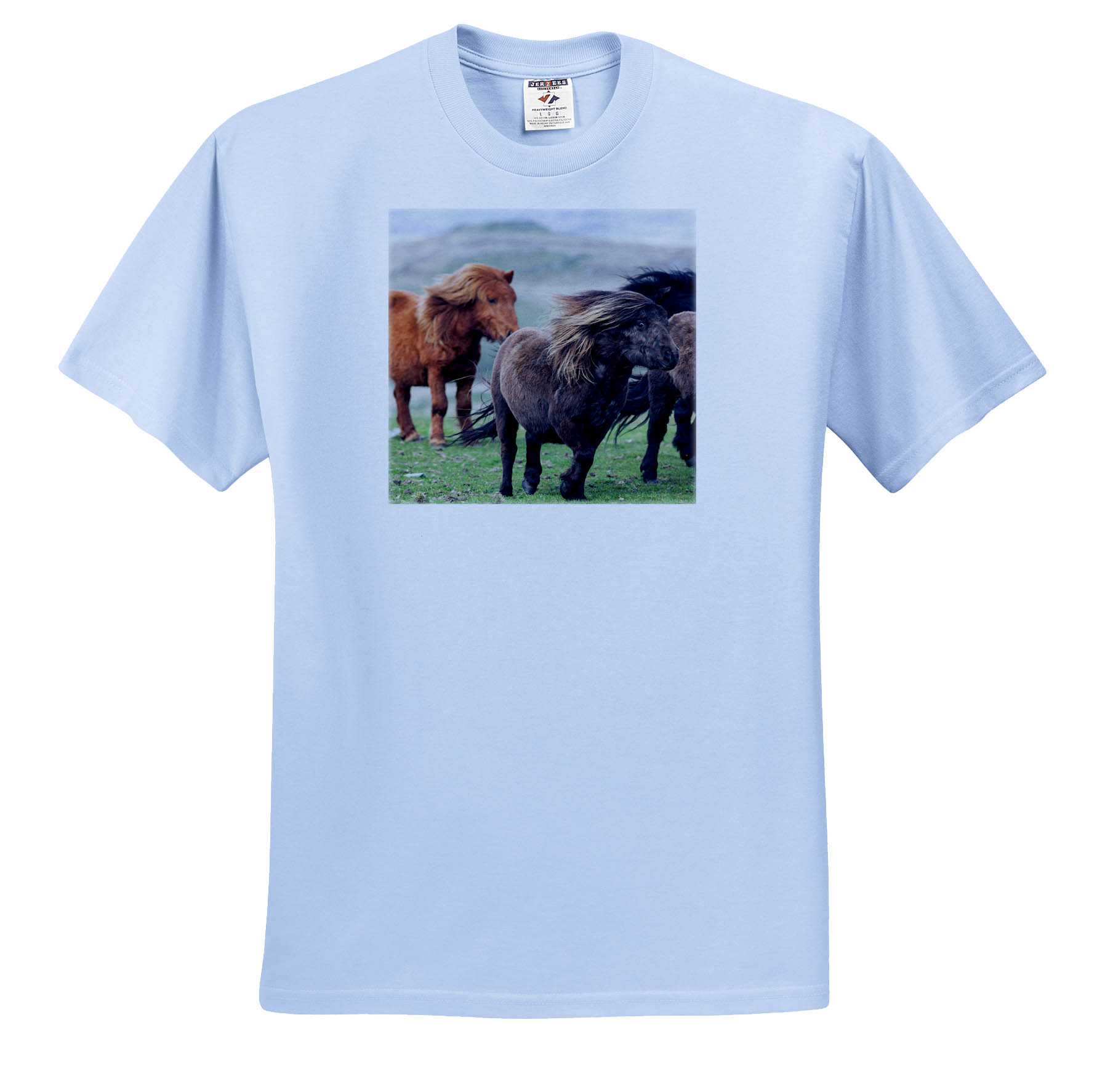Maglietta 3dRose Shetland Pony Isole Shetland Scozia