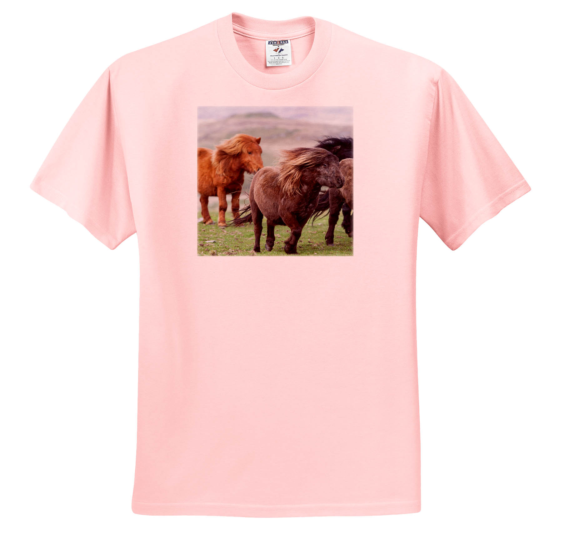 Maglietta 3dRose Shetland Pony Isole Shetland Scozia