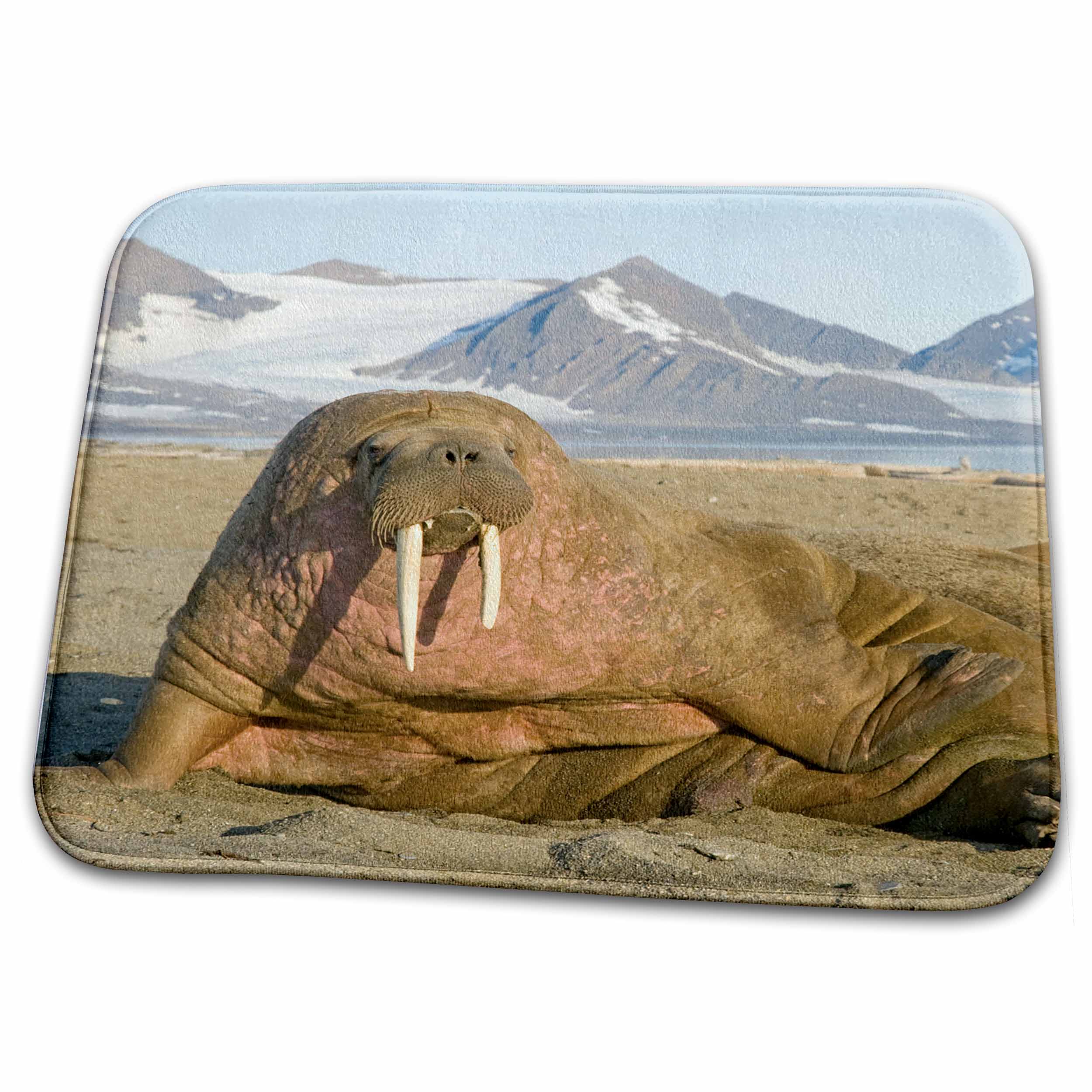 Dish Drying Mat - Norway, Svalbard, Spitsbergen. Walrus rests on a sandspit in summer. Steve Kazlowski - Walrus