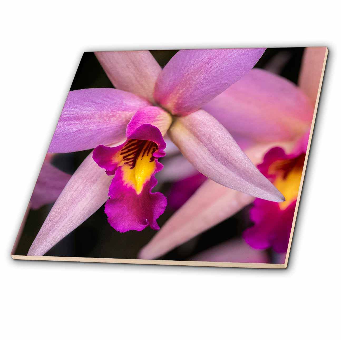 3dRose Danita Delimont - Flower - Dendrobium Orchid. - Tiles (ct-366645)